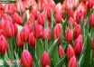 Tulipa Aphrodite ® (3)